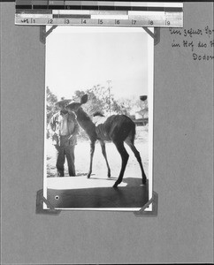 Tamed springbok, Dodoma, Tanzania