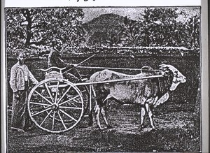 Reisewagen in Ceylon