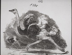 Ostrich