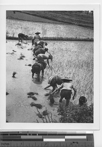 Planting rice at Wuzhou, China, 1949