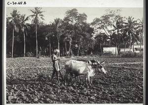 Indian farmer ploughing