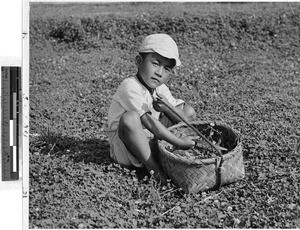 Japanese boy sitting in a clover field, Tsu, Japan, ca. 1949