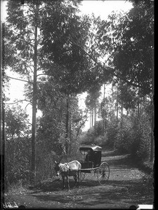 Cart on a path lined with eucalyptus trees, Lemana, Limpopo, South Africa, ca. 1906-1907