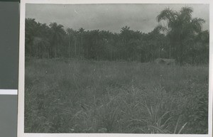 Potential Mission Site, Use Ndon, Nigeria, 1950