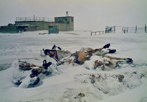 Livestock found dead after the disaster winter (Dzud) 2000/2001 in the Gobi-Sumber Province in