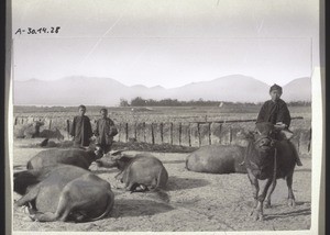 Chinese boys with water buffaloes