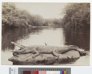 Crocodile, Kikuyu, Kenya, ca.1910