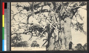 Missionary father standing by a baobab tree, Senegal, ca.1920-1940