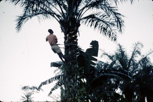 Palm nut harvesting, Cameroon, 1953-1968