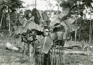 Banana tree in Ebeigne, Gabon