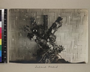 Still life of orchids, Papua New Guinea, ca. 1908-1910