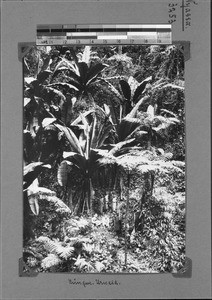 Path through primeval forest, Rungwe, Tanzania, ca. 1898-1914