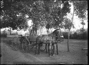 Swiss missionary on a cart, Shilouvane, South Africa, ca. 1901-1907