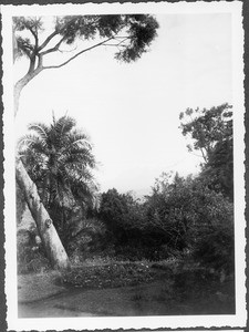 The Kibo seen from Mamba, Tanzania, ca.1927-1938