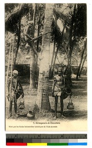 Men climbing coconut trees, India, ca.1920-1940