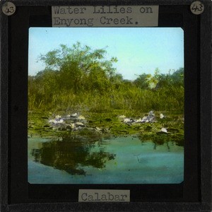 "Water Lillies at Enyong Creek, Calabar", late 19th century