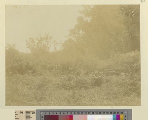 Path clearing, Kikuyu, Kenya, ca.1908-1912