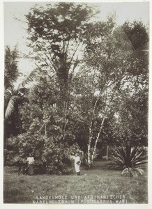 Sandalwood tree and an African conifer (podocarpus man)