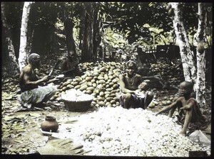 Cocoa harvest