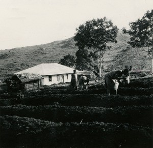 Bangwa, in Cameroon