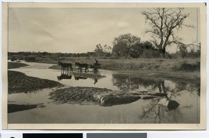 Horse-drawn cart crossing the Hex River, South Africa