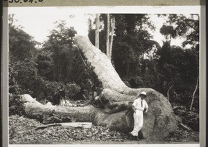 A six-foot thick tree which blocked the road to Agogo