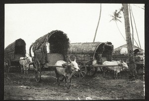 Buffalos and transport waggons