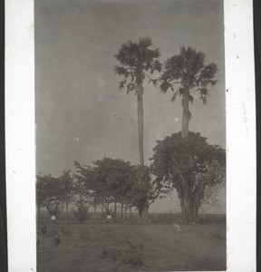 Graves of Captain Mellins and a station assistant