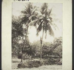 Coconut harvest - climbing cocnut trees, India