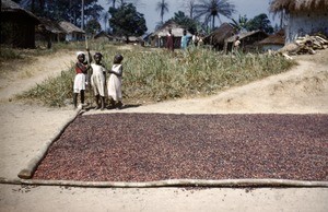 Drying coffeebeans, Bankim, Adamaoua, Cameroon, 1953-1968