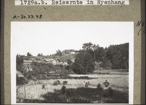 Reisernte in Nyenhang