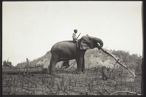 Arbeitender Elefant, Ceylon