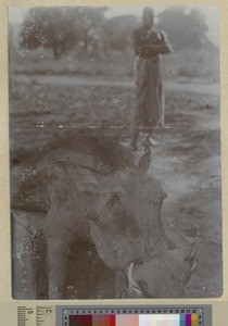 Wild boar, Livingstonia, Malawi, ca.1903