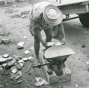 Weighing of nacreous oysters