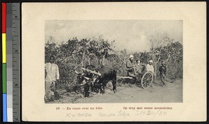 Riding in an ox cart, Congo, ca.1920-1940