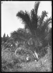 Palm tree, Mozambique