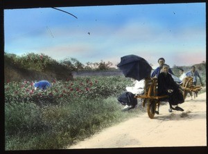Woman riding in a wheelbarrow beside fields, China, ca.1917-1923