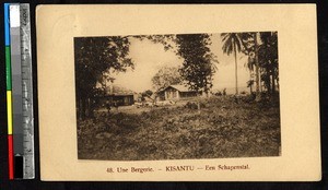 Sheep outside a shed, Kisantu, Congo, ca.1920-1940