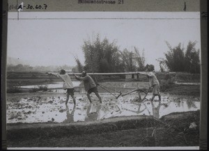 Men ploughing at the time of the foot- and mouth disease epidemic