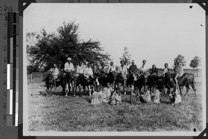 Boys riding on oxen, South Africa East