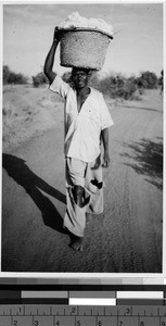 Man carrying cotton in a basket on his head, Africa, October 1949