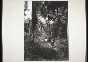 Path through the forest near Mangamba