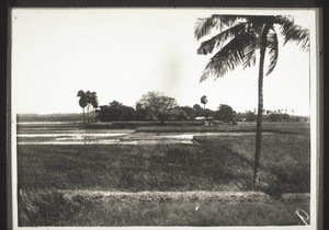 Reispflanzungen & Landbesitzerhaus (1928)