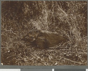 Wild boar, Mozambique, 1918