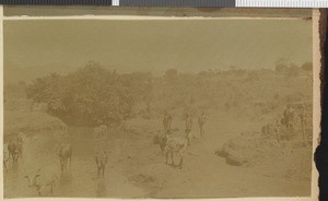 Watering cattle, Maseno, Nyanza province, Kenya, 1918