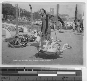 Carrying geese to the market in Shanghai, China