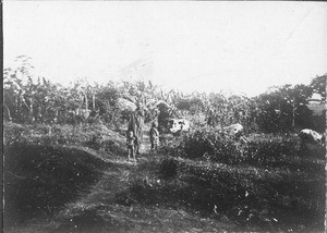 Path to Machame, Tanzania, ca.1900-1914