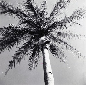 Boy scout climbing up a palm tree, in Madagascar