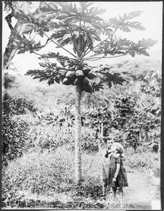 Missionary Guth's children under a pawpaw tree, Tanzania, ca. 1927-1930