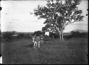 Swiss missionary on a cart, Shilouvane, South Africa, ca. 1901-1907